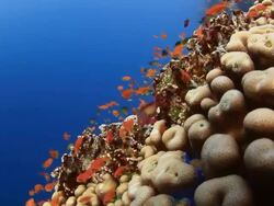 Coral And Fish Stock Footage