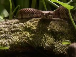 Extreme Close Up Zoom Out - Zoom out from snake resting on moss covered log /  Stock Footage