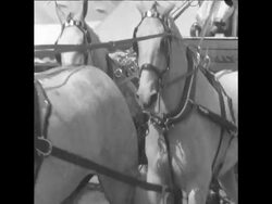 SYND 15 5 64 PARADE PAST AND PONY EVENT News Clip