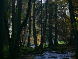 HD Stream in Autumn Forest (Loopable) Stock Footage