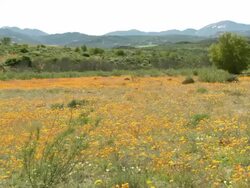 WS TU View of Namaqualand daisies with distant mountains and green vegetation / Namaqualand, Northern Cape, South Africa Stock Footage