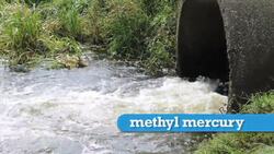 Biomagnification Instructional Video