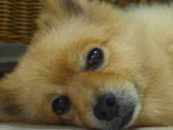 Sleepy Pomeranian Dog Stock Footage