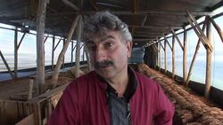 VOICED: French tobacco farmers on edge as EU subsidies stubbed out News Clip