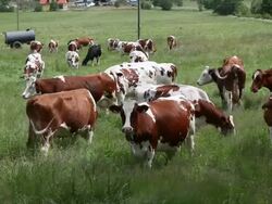 Herd of cows eating grass in a field Stock Footage