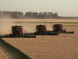 Elevated view of three combines harvesting grain in a large field. Stock Footage
