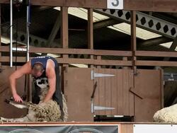 DISPLAY OF HAND BLADE SHEARING AND MACHINE SHEARING Stock Footage