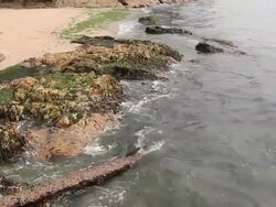 Seaweed on the beach. Stock Footage