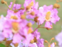 Crape myrtle Stock Footage