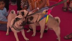 Arranged marriages for dogs at Indian pet fair News Clip