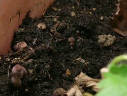 White mushroom growing HD Stock Footage
