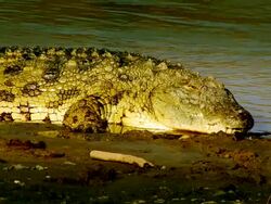 MS Crocodile laying partly in water with open mouth at bank of river / Masai Mara, Kenya Stock Footage