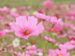 Cosmos flower Stock Footage