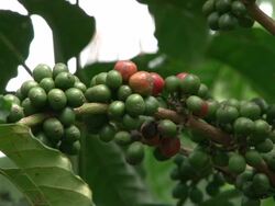 Fairtrade coffee beans at coffee-plantation in Brazil Stock Footage