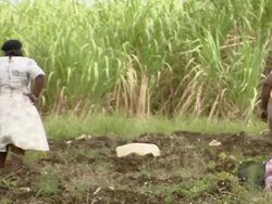 WS PAN People working in the filed  / Brightown, Barbados Stock Footage