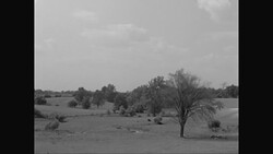 WS TU Sheep and cattle grazing in landscape area / United States Stock Footage