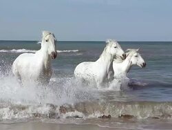 MS TS ZI SLO MO Camargue horse galloping in sea / Saintes Marie de la Mer, Camargue, France Stock Footage