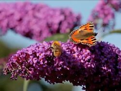 HONEY BEE AND SMALL TORTOISESHELL BUTTERFLY AGLAIS URTICAE Stock Footage
