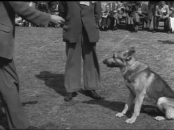 ALSATIAN CHAMPIONSHIP SHOW AT BIRMINGHAM - NO SOUND News Clip