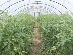 vegetables greenhouse Stock Footage
