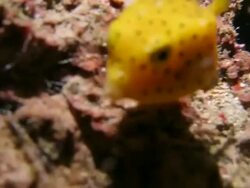 Yellow boxfish swimming in the coral reef Stock Footage