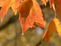 MS R/F Shot of orange leaves / Ann Arbor, Michigan, United States Stock Footage
