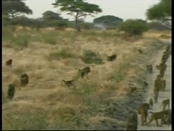 MS Pan right, Troop of Baboons, including adults and young, walking away from camera, Tanzania Stock Footage