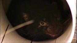 Tasmanian Devil could become extinct News Clip