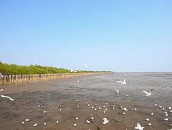 Seagulls Flying at Mangrove Forest Nearby the Sea Stock Footage