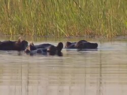 Jao Concession, Okevango Delta News Clip