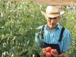 Farmer Picking Tomatoes Stock Footage