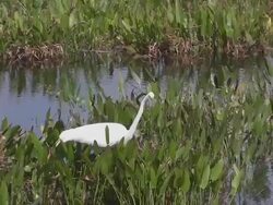White Egret Striking at Food Stock Footage