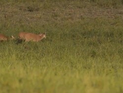 crowd deer walk through out on grass Stock Footage