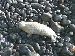 Seal pup in cove at Cemaes Head, UK Stock Footage