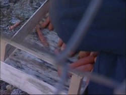 4 Bears unable to hibernate due to warm weather conditions News Clip