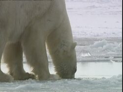 Polar bear (Ursus maritimus) nosing at ice hole, near Churchill, Manitoba, Canada Stock Footage