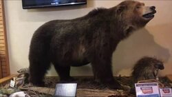 Yellowstone Grizzlies To Go Off Protected List News Clip