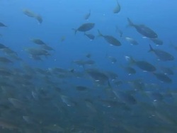 Fish being hunted Stock Footage