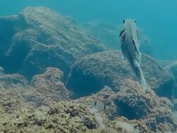 "Fish swimming through coral, Tenerife" Stock Footage