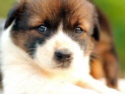 Puppy looking at the camera Stock Footage
