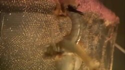 An upside-down locust struggles to right itself. Stock Footage