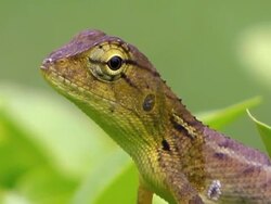 Chameleon Stock Footage