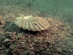 Scallop (Pecten maximus) on the seabed. As the diver approaches it swims off by repeatedly contracting the halves of its shell. Filmed off the Pembrokeshire coast, UK Stock Footage