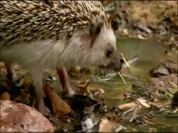 Hedgehog (Erinaceus europaeus) foraging, Autumn, Parque Natural Los Alcornocales, Andalusia, Southern Spain Stock Footage