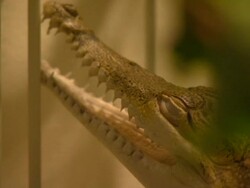 Small Crocodile behing bars Stock Footage