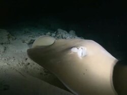 Pink Whipray on sandy sea floor at night, frightened by camera strobe lights, Vaavu Atoll, The Maldives Stock Footage