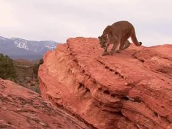 MS TS Mountain Lion (Puma concolor) jumps across rocks toward camera /Utah, USA Stock Footage