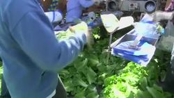 Hi-tech robots could revolutionise farming News Clip