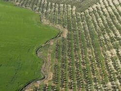 aerial view of lush green field; first part shows olive plantation Stock Footage