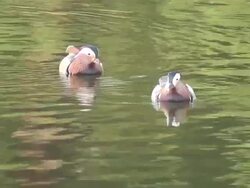 Charlottenburg ducks 4  1080/60i Stock Footage